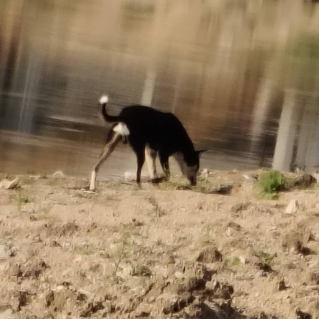 Hyderabad dog 325632260