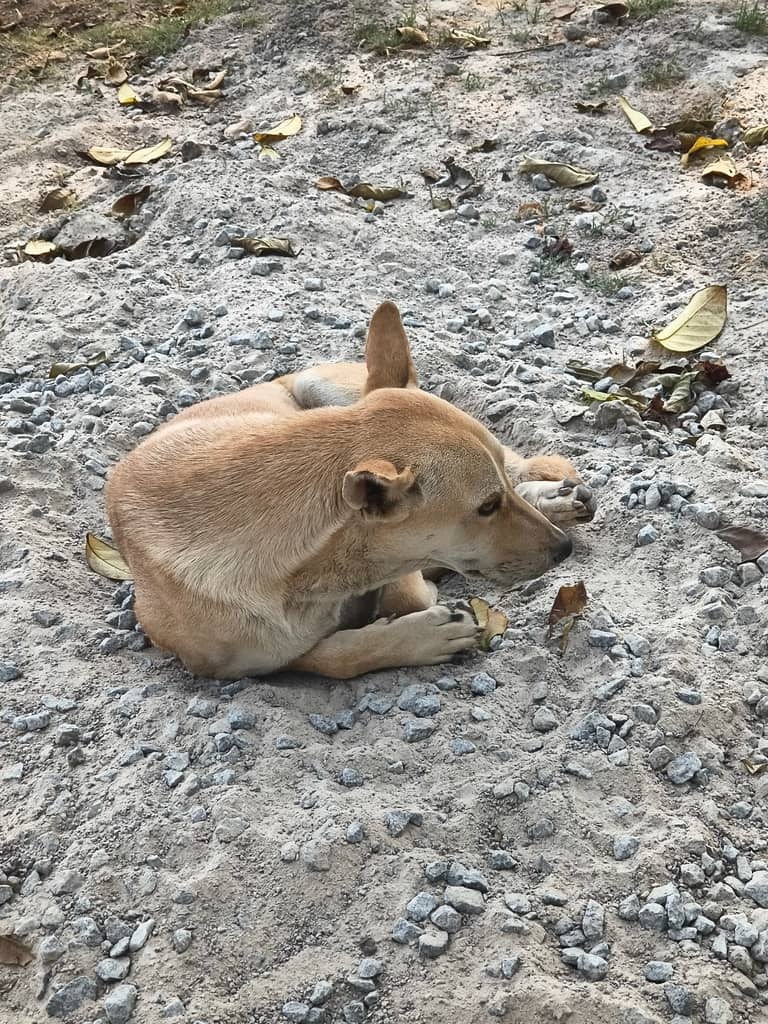 Hyderabad dog 342024090