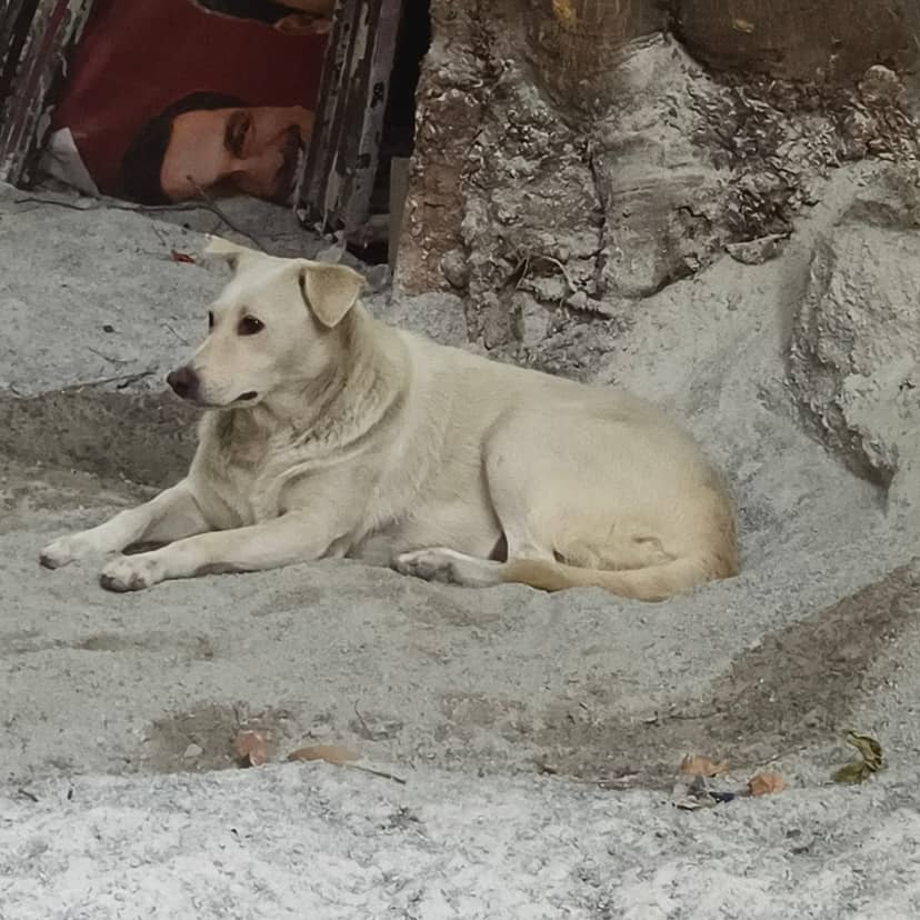 Dog near 4-1-59/A, Snehapuri Colony, Tarnaka, Secunderabad, Telangana 500017, India