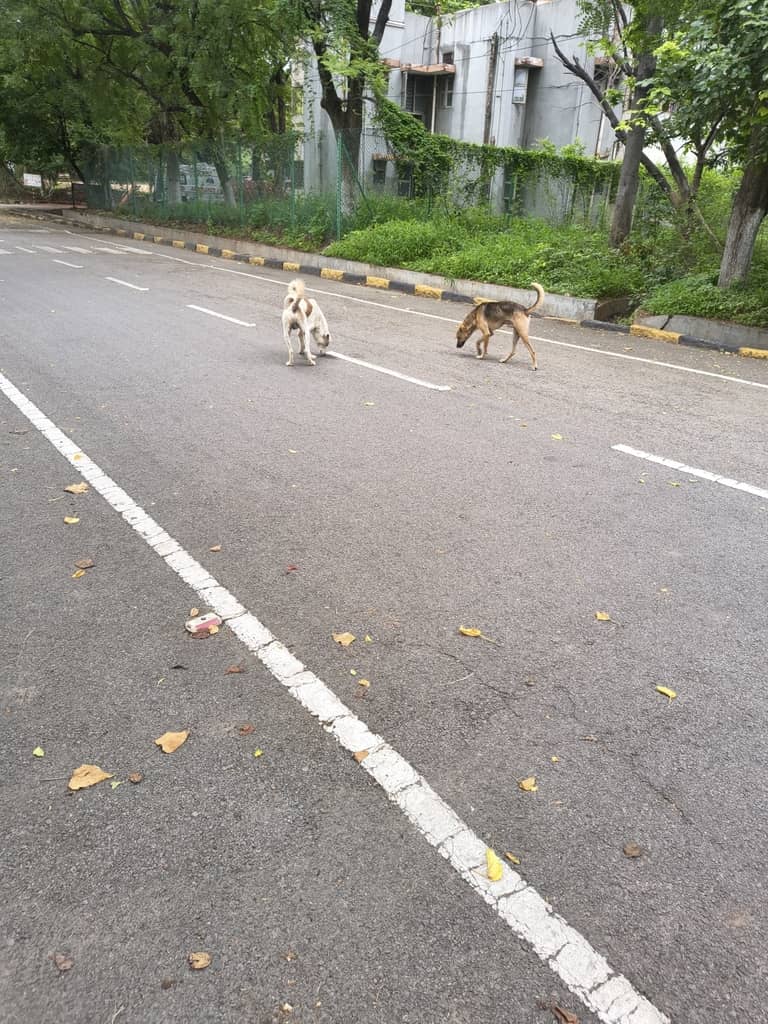 Hyderabad dog 289715475
