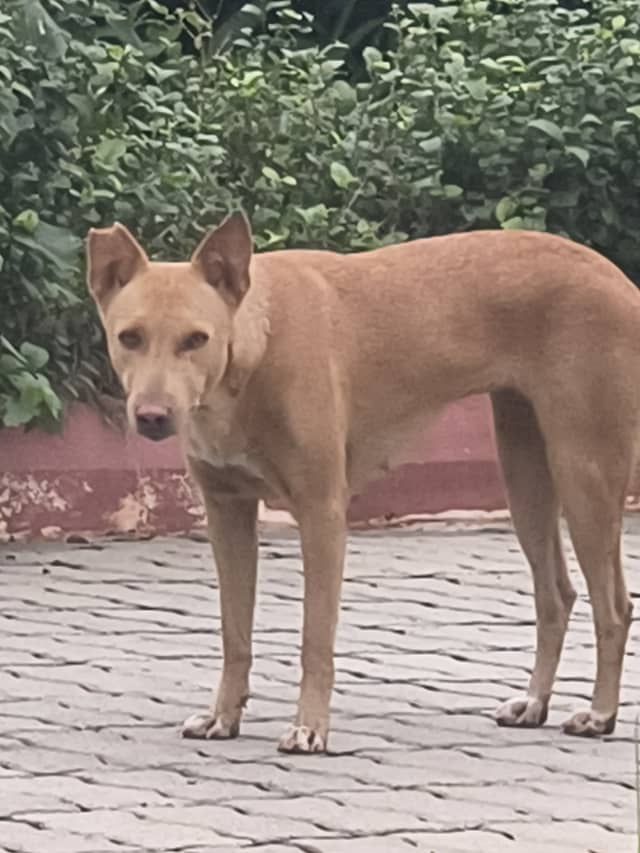 Hyderabad dog 306918213