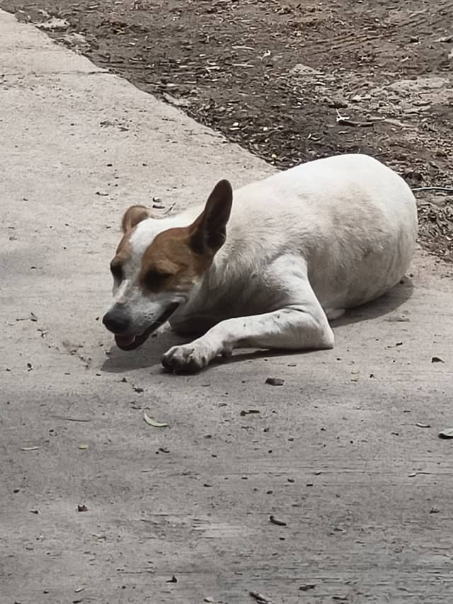 Hyderabad dog 307909147