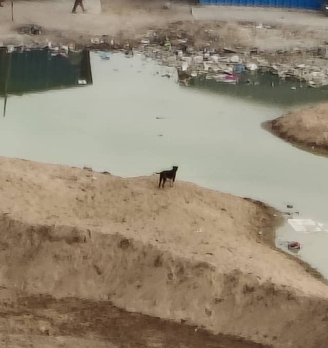 Hyderabad dog 308966603