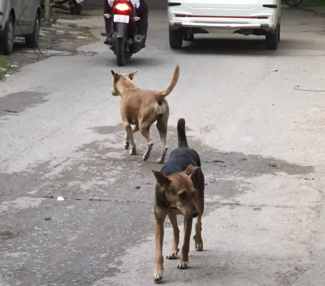 Hyderabad dog 319743673