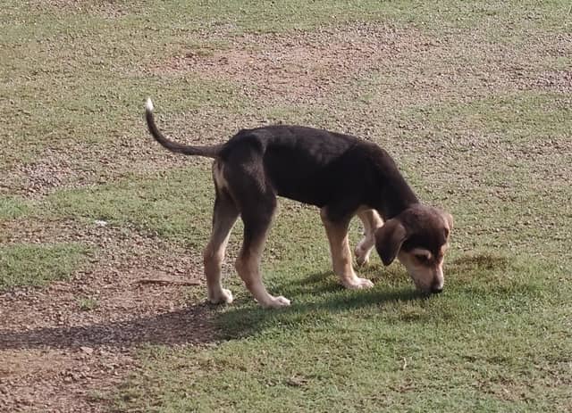 Hyderabad dog 320096504