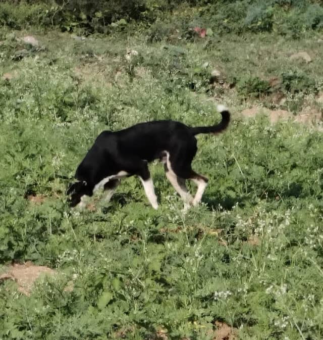 Hyderabad dog 325623616