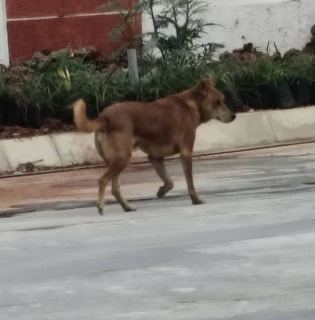 Hyderabad dog 332412823