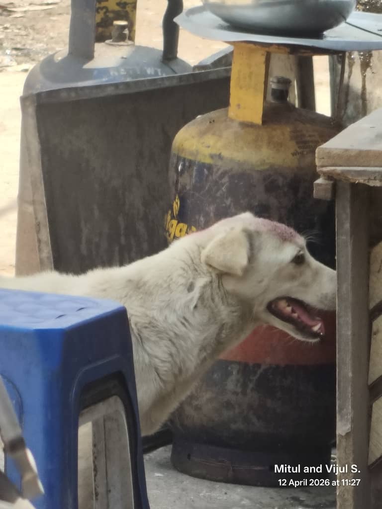 Hyderabad dog 349174552