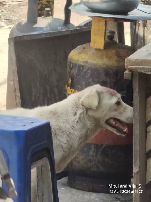 Hyderabad dog 349174552