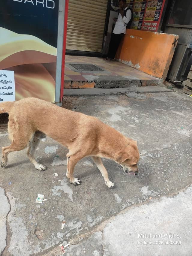Hyderabad dog 371596632