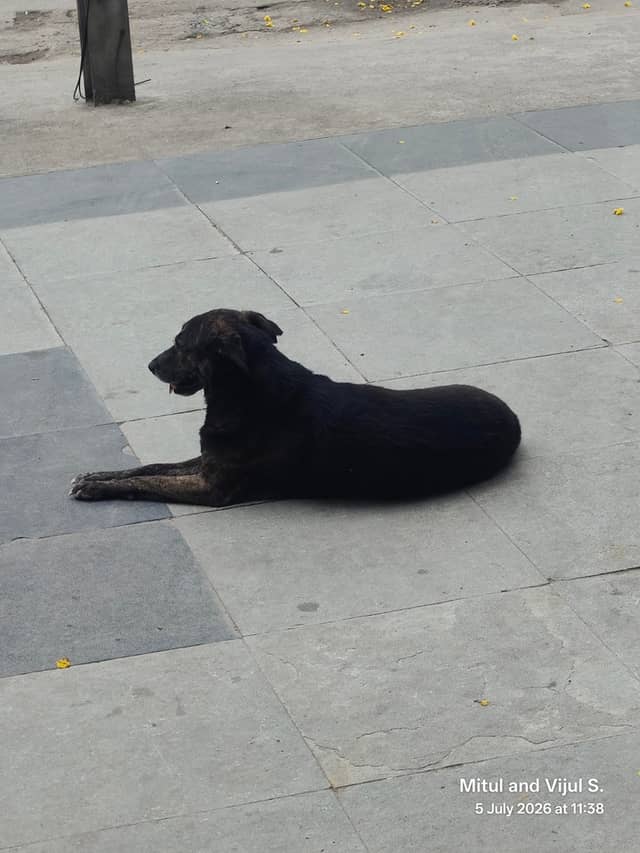 Hyderabad dog 378736079