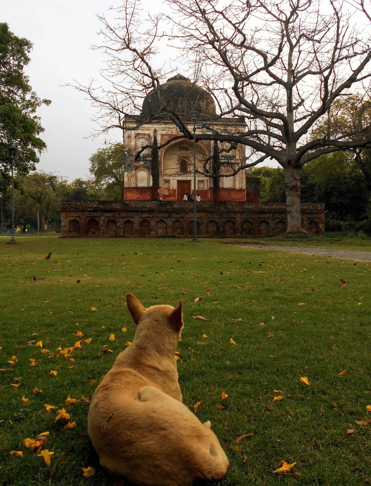 Dog near New Delhi, Delhi