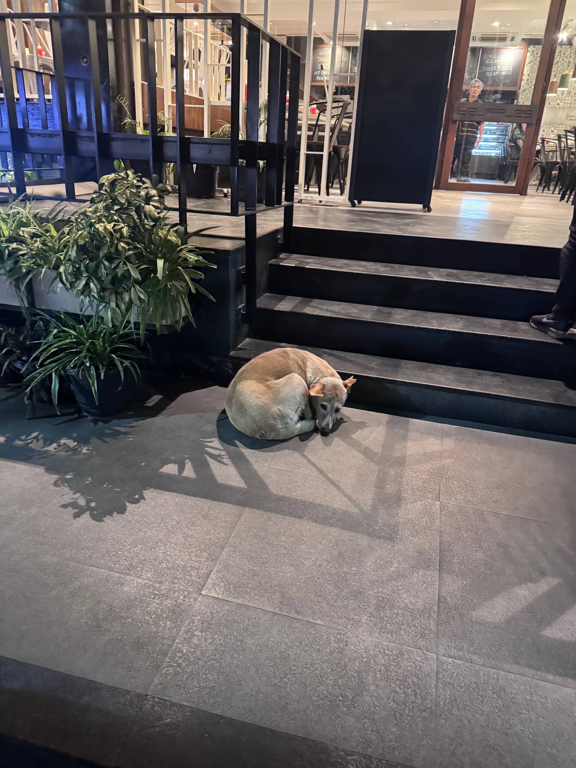 Dog near Bengaluru, Karnataka