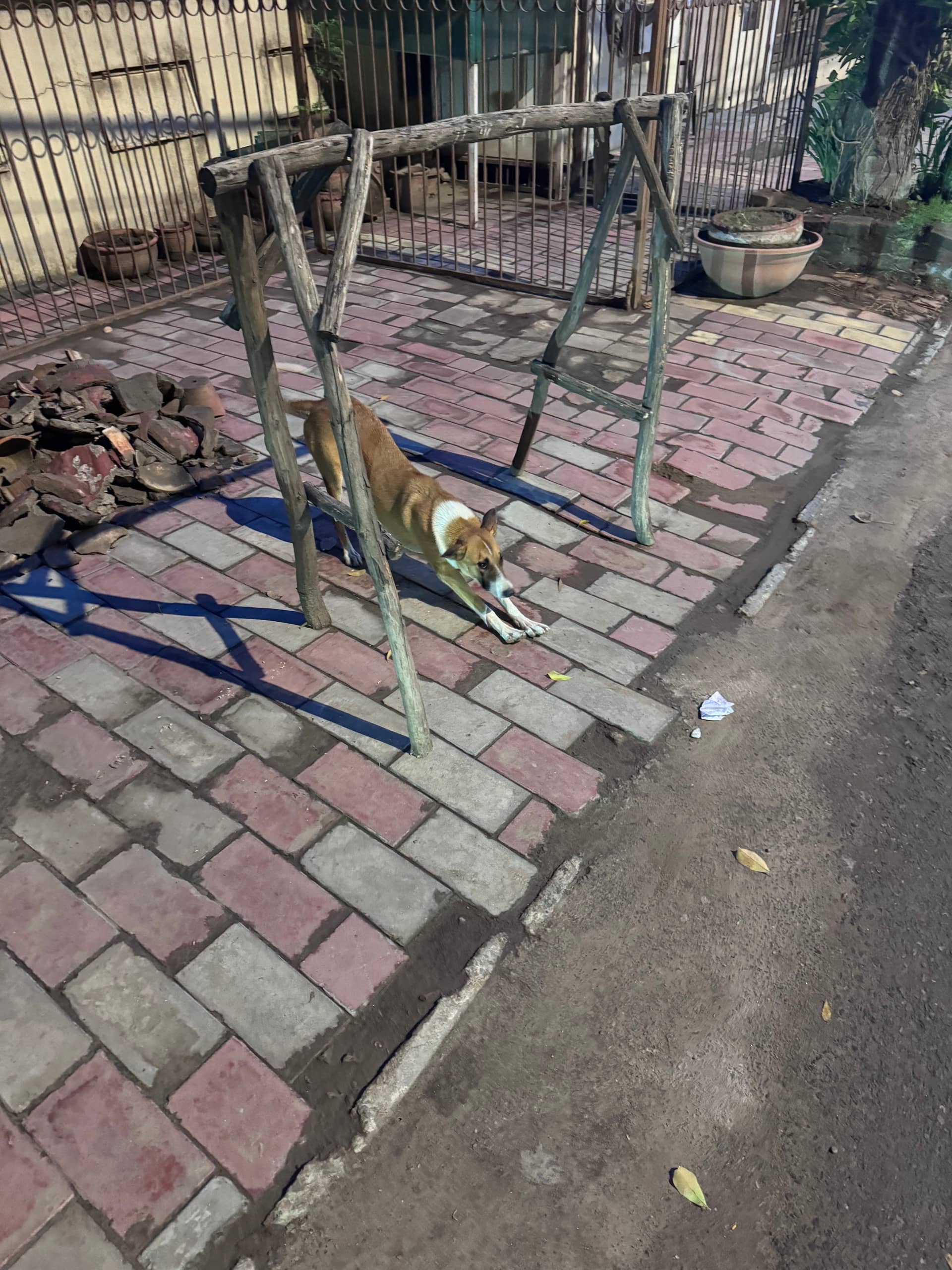 Dog near Kalkaji Devi, Delhi