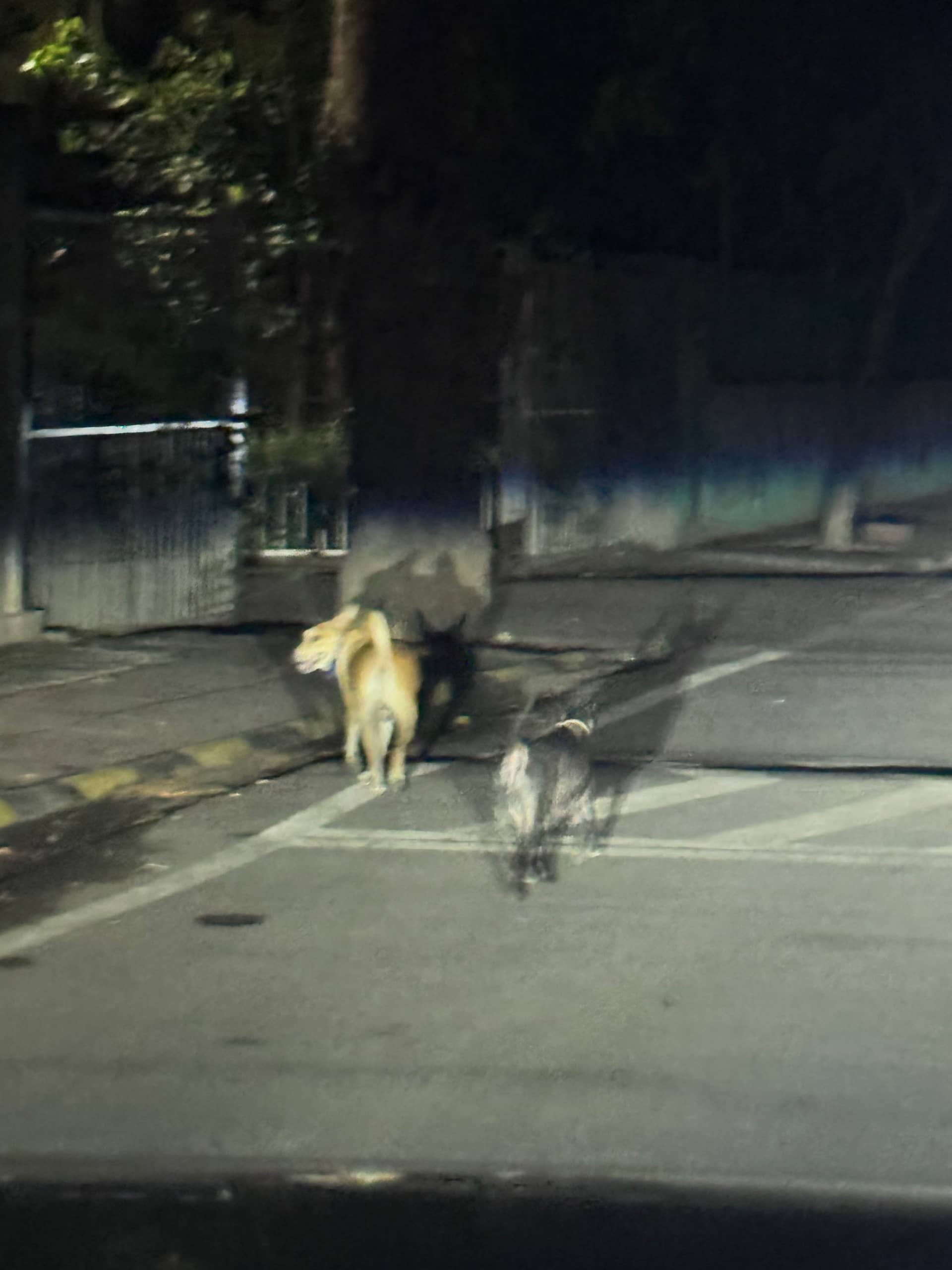 Dog near Defence Colony, Delhi