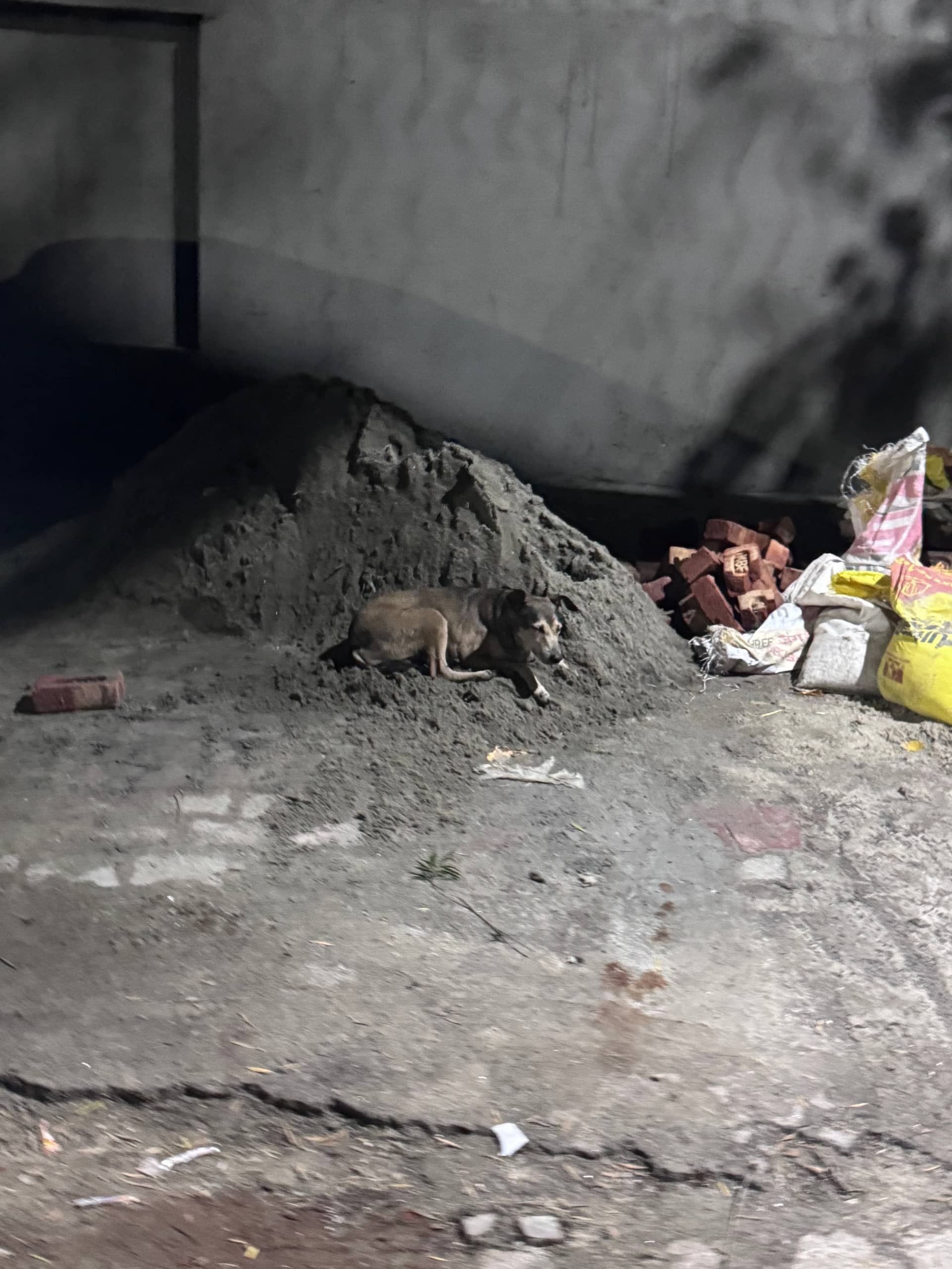 Dog near Defence Colony, Delhi