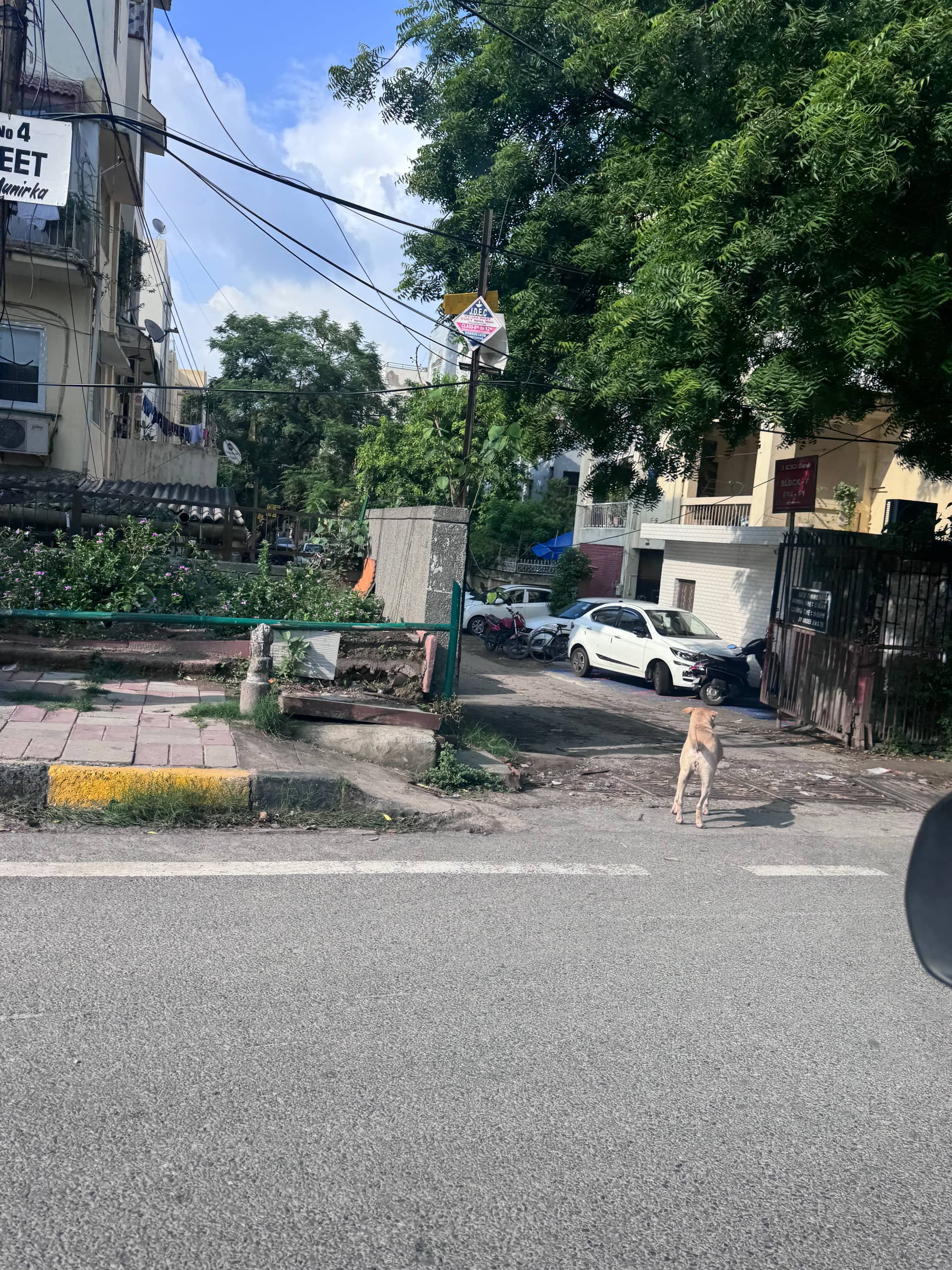 Dog near New Delhi, Delhi