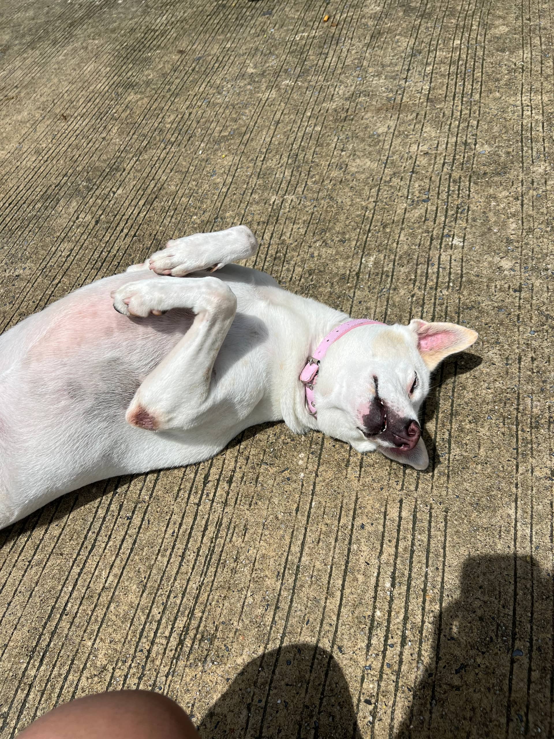 pinky, photograph from this animal’s record