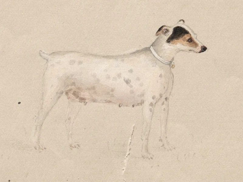 Jamshedpur dog 21666: illustration, no photograph on record