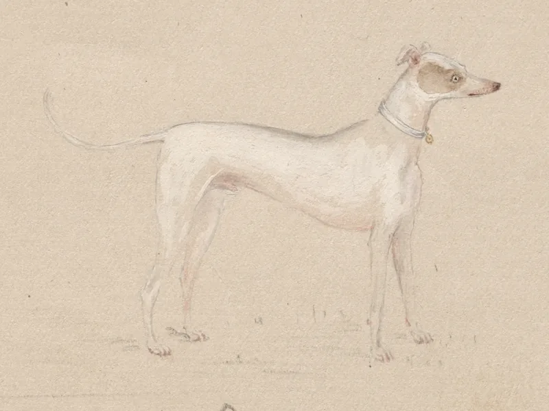Hyderabad dog 315553515: illustration, no photograph on record