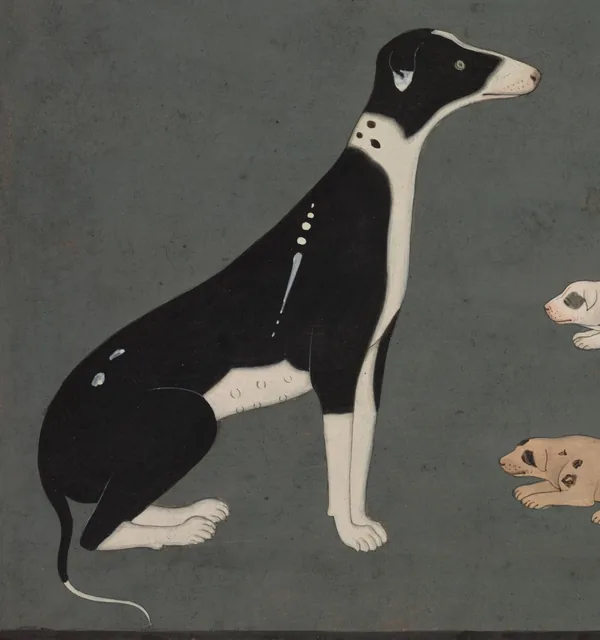 Jamshedpur dog 22245: illustration, no photograph on record