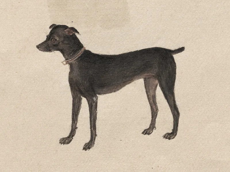 Jamshedpur dog 22244: illustration, no photograph on record