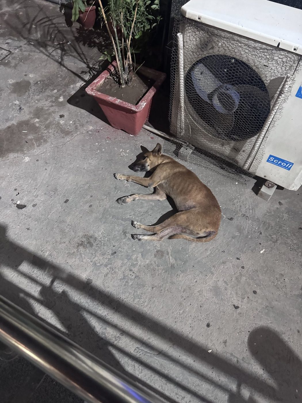 Dog near Kashmere Gate