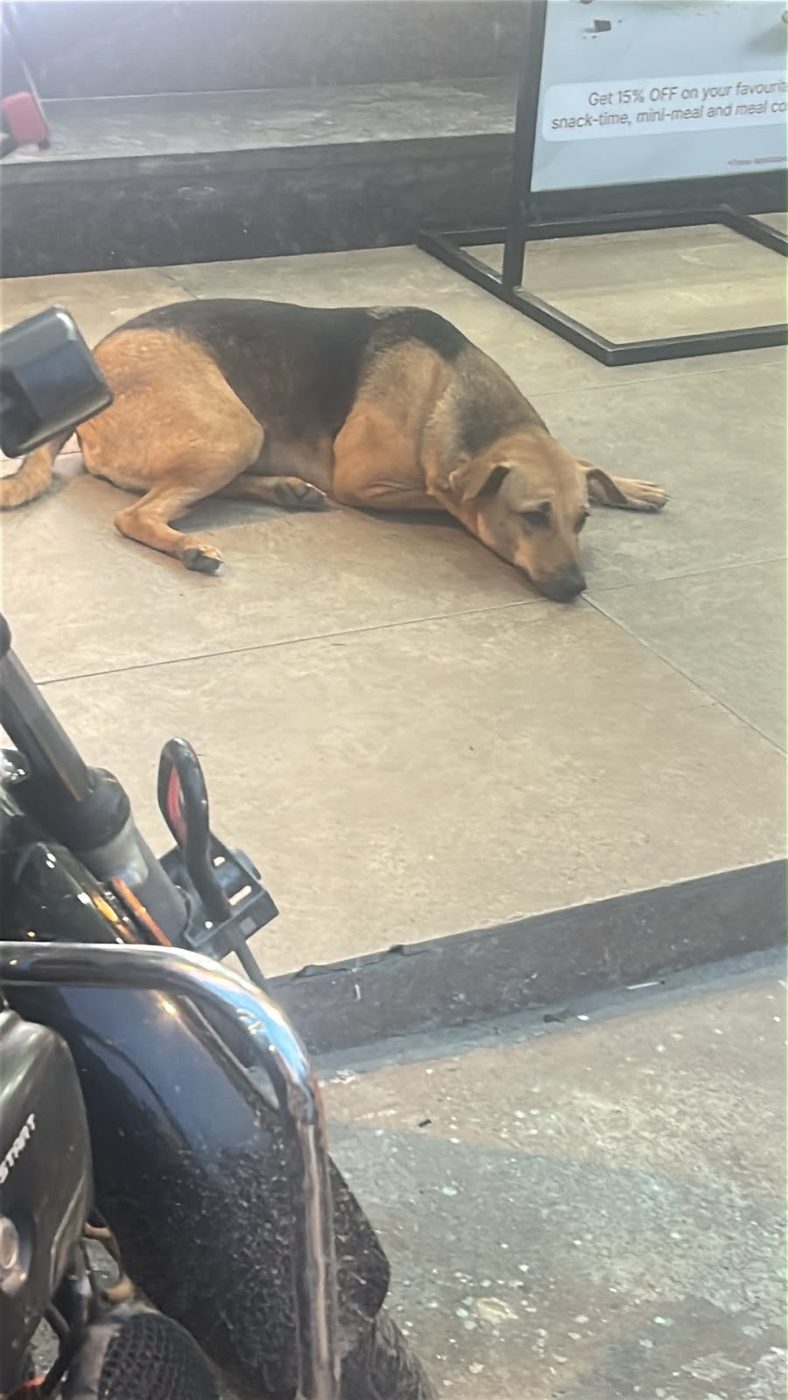 Dog near Lajpat Nagar