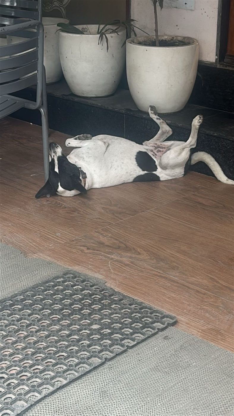 Dog near Janakpuri