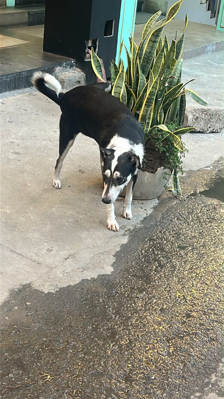 Dog near Najafgarh