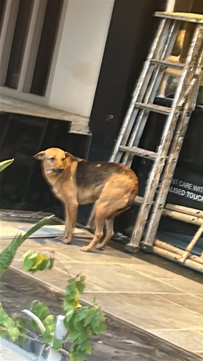 Dog near Malviya Nagar