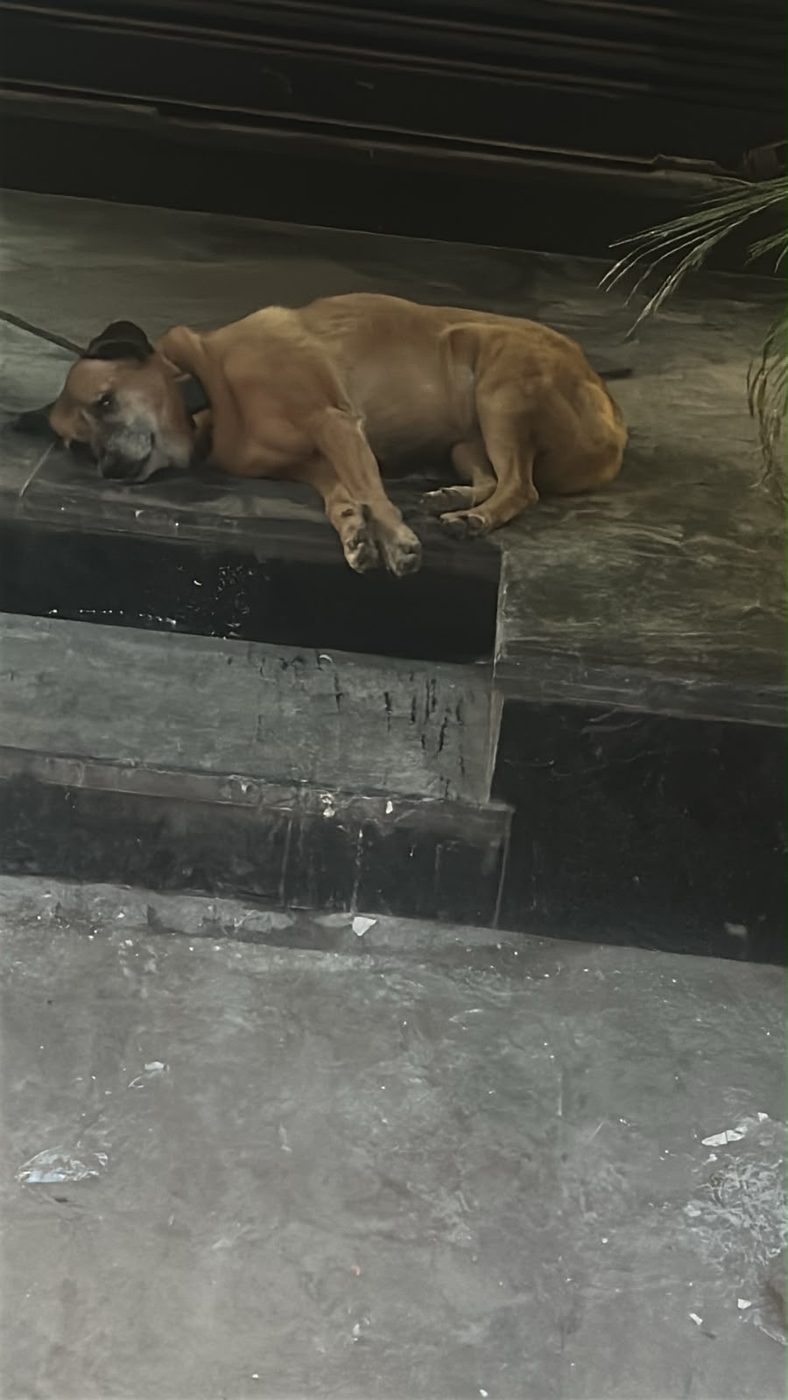 Dog near Dwarka