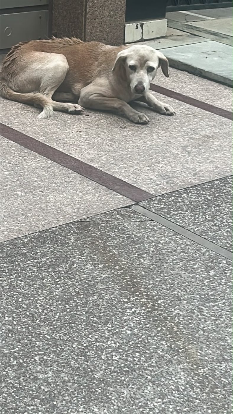 Dog near Connaught Place