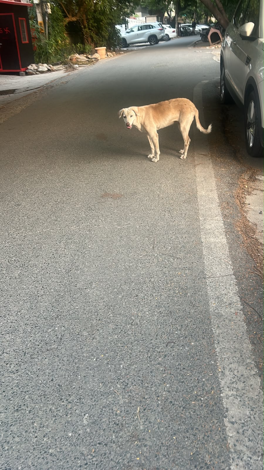 Dog near Greater Kailash