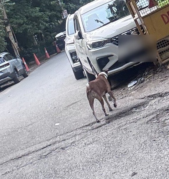 Dog near Shastri Park
