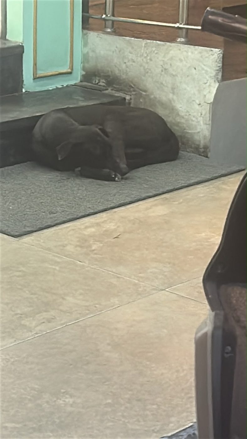 Dog near Mayur Vihar