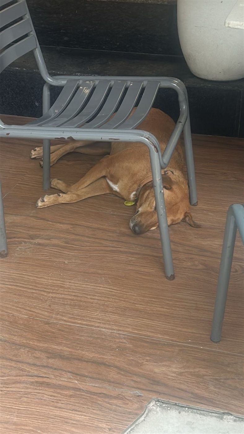 Dog near Nehru Place