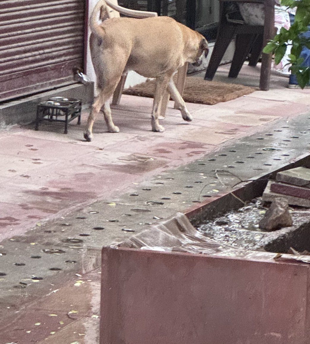 Dog near Chandni Chowk