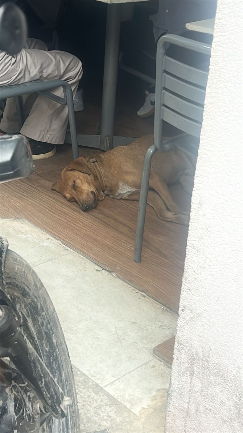 Dog near Civil Lines