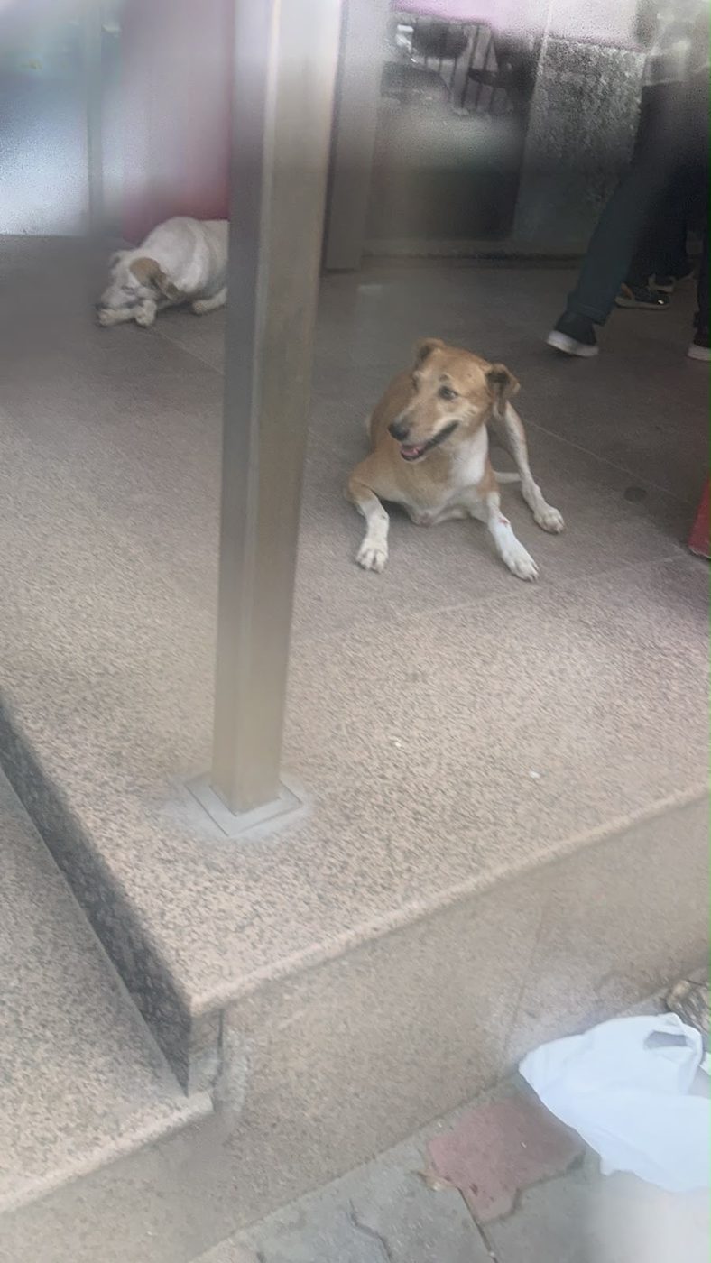 Dog near Punjabi Bagh