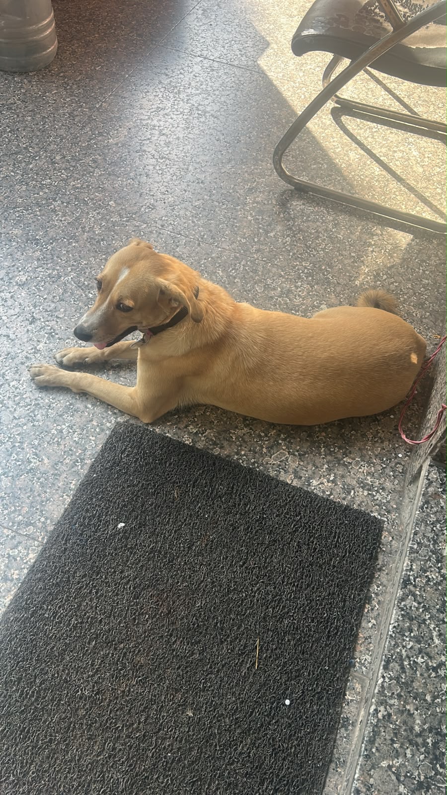Dog near Vasant Kunj