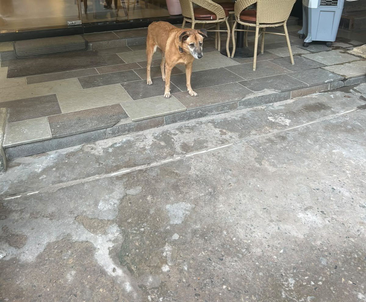 Dog near Sarojini Nagar
