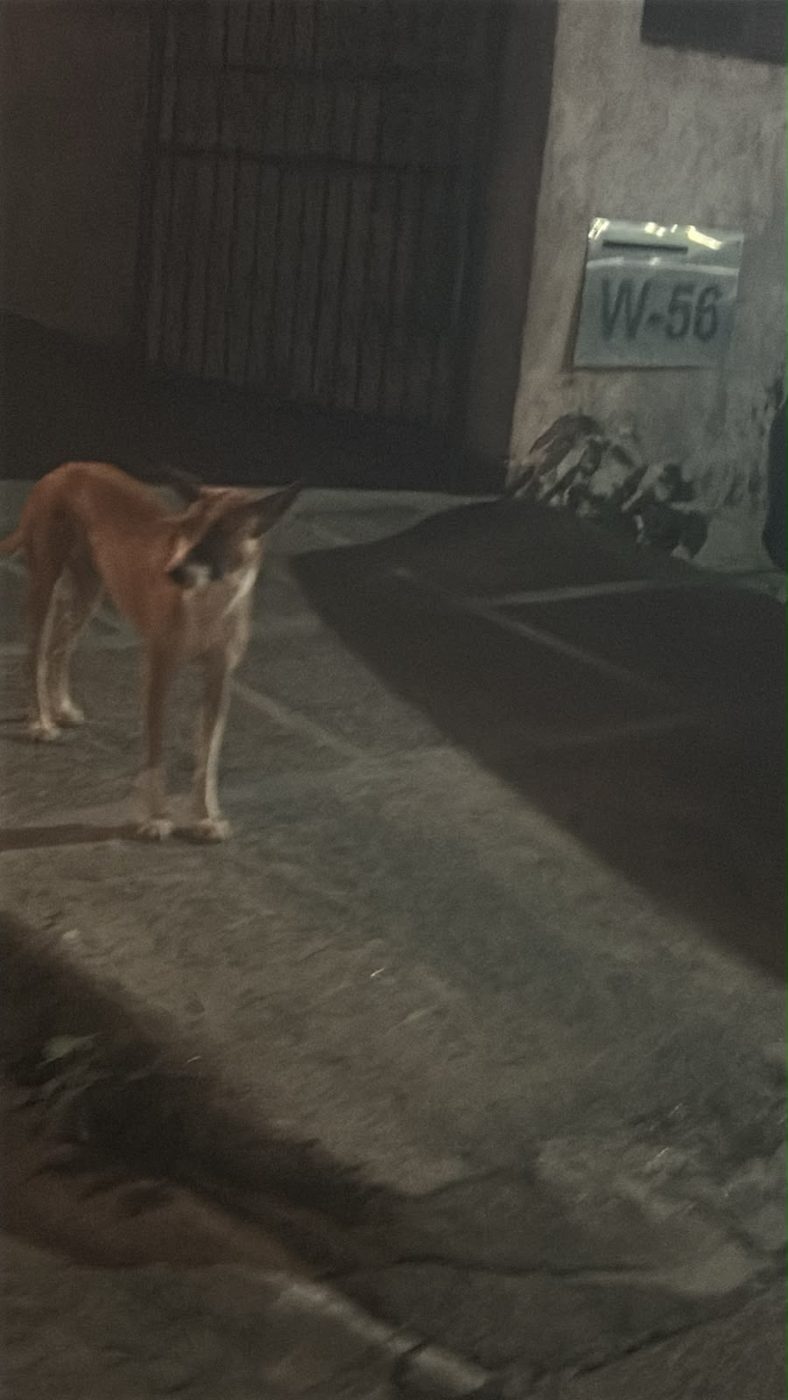 Dog near Karol Bagh