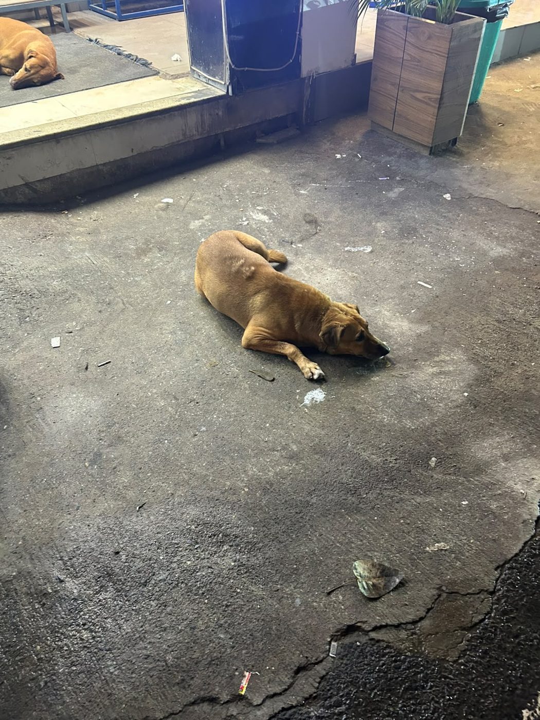 Dog near Paharganj