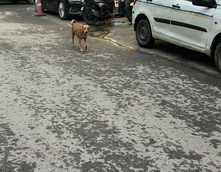 Dog near Preet Vihar