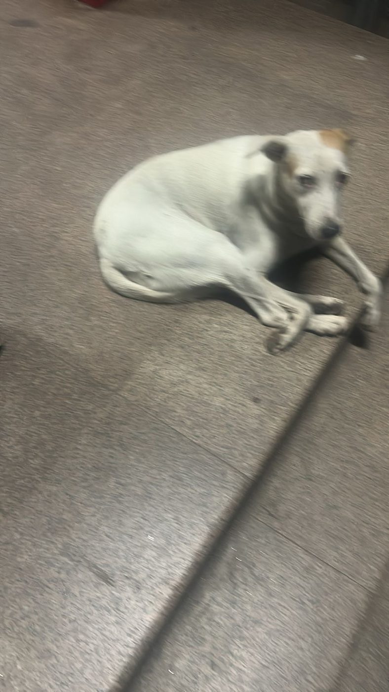 Dog near Yamuna Vihar